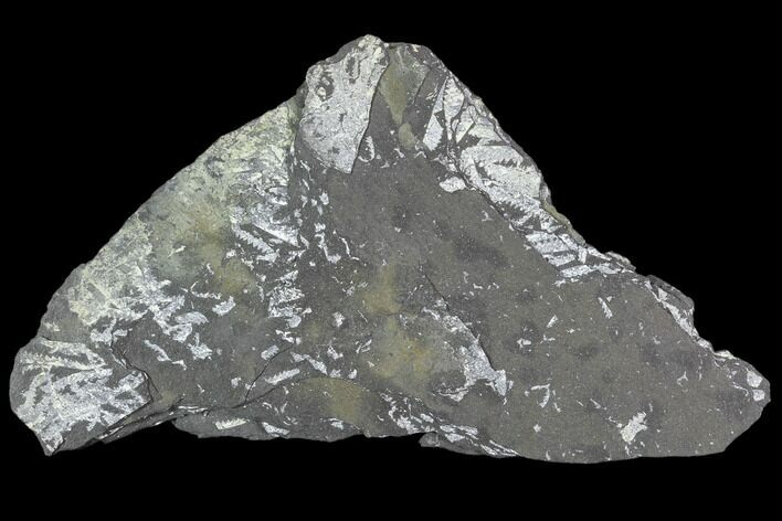 Fossil Graptolite Cluster (Didymograptus) - Great Britain #103452